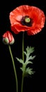 Hyper Realistic Poppy With Stem: Striped Arrangement In Red And Gray