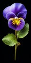 Hyper Realistic Purple Pansy With Stem - High Contrast Flower Art Royalty Free Stock Photo