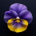 Hyper-realistic Purple And Yellow Pansy On Black Background