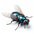 Hyper-realistic Sci-fi Fly On Transparent Background - 3d Realism