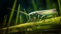 Hyper-realistic Sci-fi Insect In Grass: A Stunning Hdr Artwork