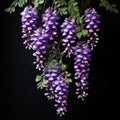 Hyper-realistic Sculptures Of Hanging Purple Flowers On Black Background Royalty Free Stock Photo