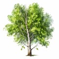 Hyper-realistic Watercolor Birch Tree Drawing In 2d Game Art Style