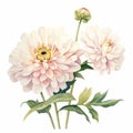 Hyper-realistic Watercolor Dahlia Flower Illustration On White Background Royalty Free Stock Photo