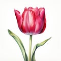 Hyper-realistic Watercolor Drawing Of A Red Tulip Flower Royalty Free Stock Photo