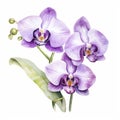 Hyper-realistic Watercolor Orchid Painting: Delicate Shading And Meticulous Detailing