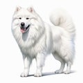 Hyper-realistic White Samoyed Dog Standing Illustration On White Background