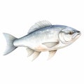 Hyper-realistic Whitefish Illustration In Watercolor Style