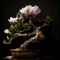 Hyper-realistic of Yulan magnolia flowers on large wooden bowl with black background