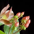 Hypericum alstroemeria square Royalty Free Stock Photo