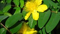 Hypericum androsaemum Albury Purple blossom.Closeup of yellow garden flowers blooming in summer. Royalty Free Stock Photo