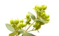 Hypericum androsaemum green berries Royalty Free Stock Photo