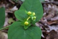 Hypericum androsaemum, Hypericaceae. Royalty Free Stock Photo