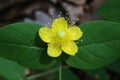 Hypericum androsaemum, Hypericaceae. Royalty Free Stock Photo