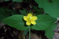 Hypericum androsaemum, Hypericaceae. Royalty Free Stock Photo