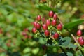 Hypericum androsaemum plant Royalty Free Stock Photo