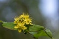 Hypericum androsaemum tutsan bright yellow flowers in bloom, ornamental flowering petal garden plant Royalty Free Stock Photo
