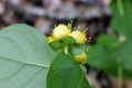 Hypericum androsaemum, Hypericaceae. Royalty Free Stock Photo