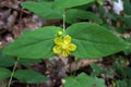 Hypericum androsaemum, Hypericaceae. Royalty Free Stock Photo