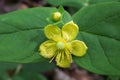 Hypericum androsaemum, Hypericaceae. Royalty Free Stock Photo