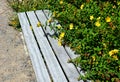 Seat of a garden bench overgrown with yellow blooming flowers in the summer park Royalty Free Stock Photo