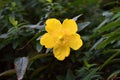 Hypericum Calycinum Hidcote golden- yellow flower Royalty Free Stock Photo