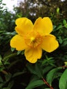 Hypericum Calycinum Hidcote golden- yellow flower Royalty Free Stock Photo