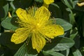 Hypericum calycinum, St. John`s Wort or Yellow Rose of Sharon bush flower close-up with a central mass of bright yellow stamens Royalty Free Stock Photo