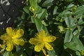 Hypericum calycinum, St. John`s Wort or Yellow Rose of Sharon bush flower close-up with a central mass of bright yellow stamens Royalty Free Stock Photo