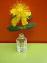 Hypericum calycinum, St. John`s Wort or Yellow Rose of Sharon bush flower in glass perfume bottle. Royalty Free Stock Photo