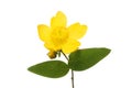 Hypericum flower and foliage Royalty Free Stock Photo