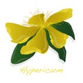 Hypericum flower Royalty Free Stock Photo
