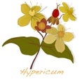 Hypericum flower