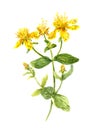 Hypericum flower. John's wort plant. Watercolour Royalty Free Stock Photo