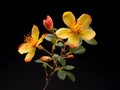 Hypericum flower in studio background, single Hypericum flower, Beautiful flower images