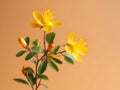 Hypericum flower in studio background, single Hypericum flower, Beautiful flower images