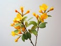 Hypericum flower in studio background, single Hypericum flower, Beautiful flower images