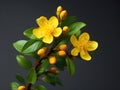 Hypericum flower in studio background, single Hypericum flower, Beautiful flower images