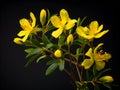 Hypericum flower in studio background, single Hypericum flower, Beautiful flower images