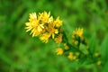 Flowering St John\'s wort Hypericum perforatum also known as Tipton\'s Weed, Chase-devil, or Klamath weed