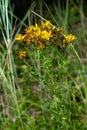 Hypericum flowers Hypericum perforatum or St Johns wort on the meadow , selective focus on some flowers Royalty Free Stock Photo