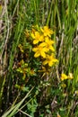 Hypericum flowers Hypericum perforatum or St Johns wort on the meadow , selective focus on some flowers Royalty Free Stock Photo