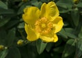 hypericum head flower isolated close up Royalty Free Stock Photo