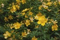 Hypericum Hidcote yellow flowers Royalty Free Stock Photo