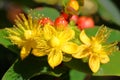 Hypericum Inodorum Flowering Plant scrub St. John`s Wort