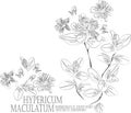 Hypericum maculatum flowers contour vector illustration