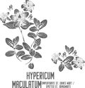 Hypericum maculatum pant silhouette vector illustration Royalty Free Stock Photo