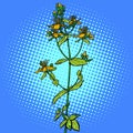 Hypericum. medicinal plant
