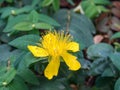 Hypericum monogynum flower