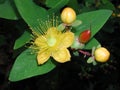 Hypericum patulum flowerhead close up Royalty Free Stock Photo